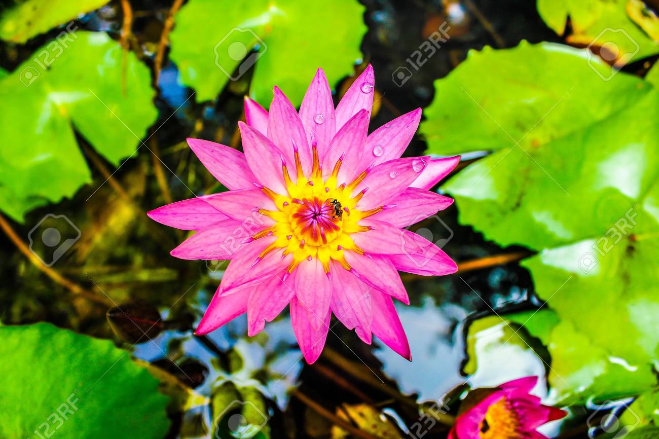 etiam-dictum-ipsum-a-felis