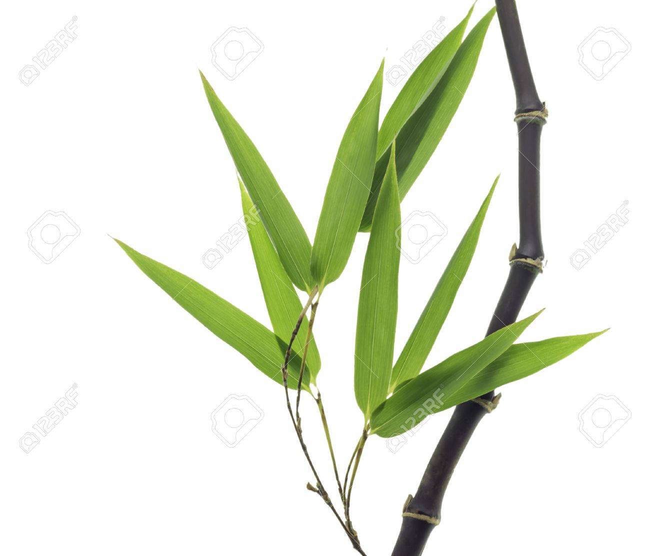 black bamboo leaves and