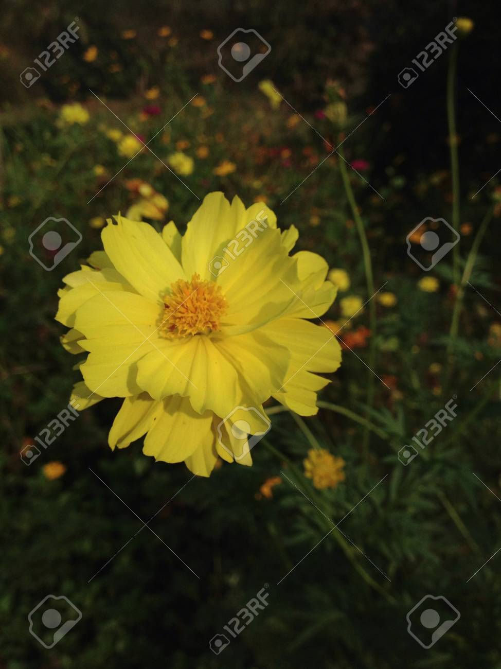 etiam-dictum-ipsum-a-felis