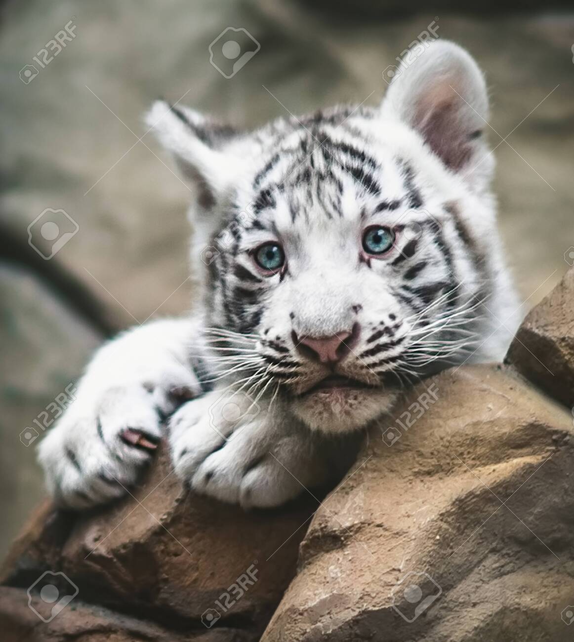 White Tiger Resting Side By Side. White Tiger Or Bleached Tiger Is A  Pigmentation Variant Of The Bengal Tiger, Young Animals, Black And White,  Zoo Liberec. Stock Photo, Picture and Royalty Free, image size:1162x1300