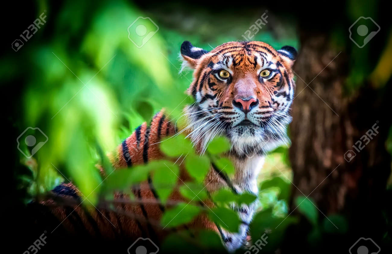 etiam-dictum-ipsum-a-felis
