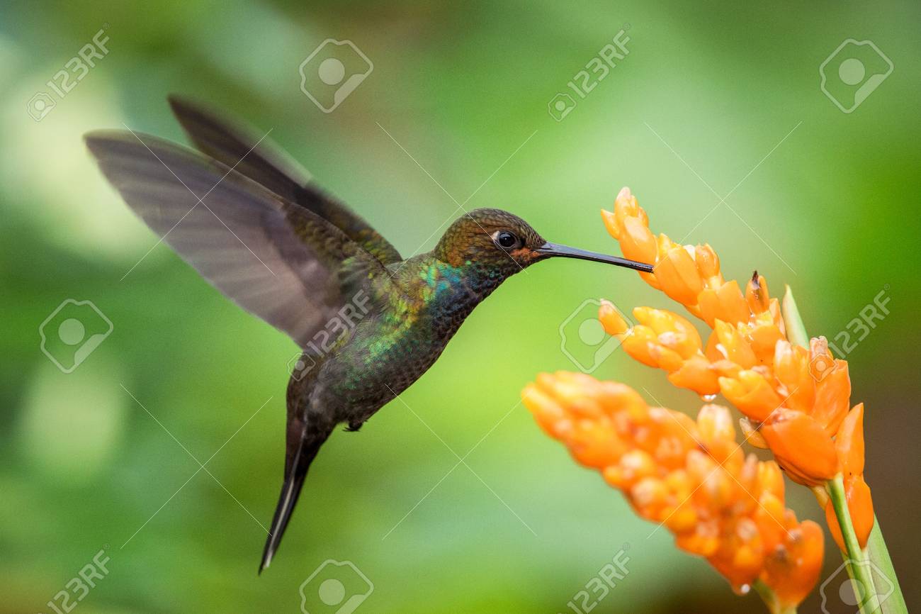Hummingbird hovering next to orange flower,garden,tropical forest,Brazil, bird in flight with outstretched wings,flying hummingbird sucking nectar from blossom,exotic travel adventure,clear background - 118016900 Hummingbird hovering next to orange flower,garden,tropical forest,Brazil, bird in flight with outstretched wings,flying hummingbird sucking nectar from blossom,exotic travel adventure,clear background - 118016900