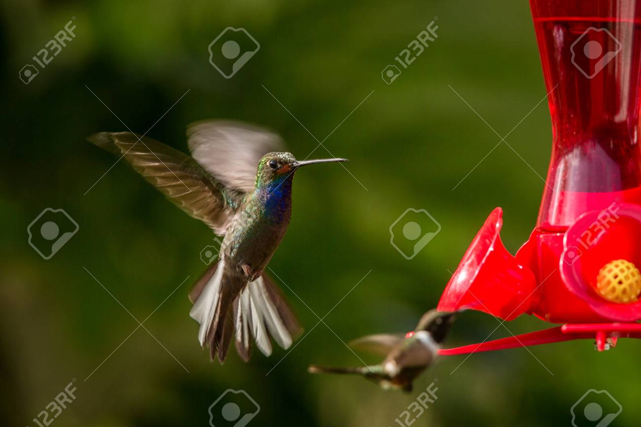 Hummingbird With Outstretched Wings Tropical Forest Peru Bird