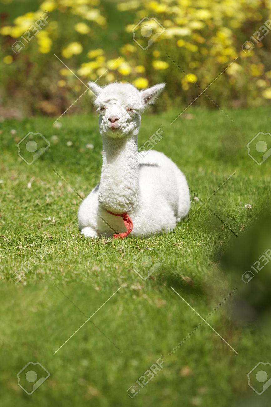 Bebe Lama Couche Et Prenant Le Reste Apres L Alimentation Banque D Images Et Photos Libres De Droits Image 4004