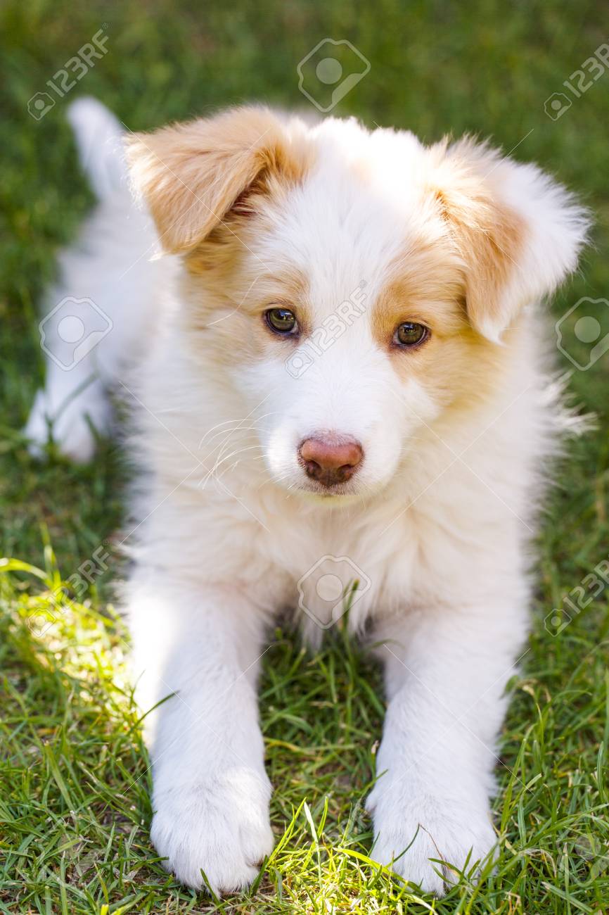 赤い Ee ボーダーコリーの子犬 芝生の上の外の若い犬 の写真素材 画像素材 Image 赤い Ee ボーダーコリーの子犬 芝生の上の外の若い犬 の写真素材 画像素材 Image