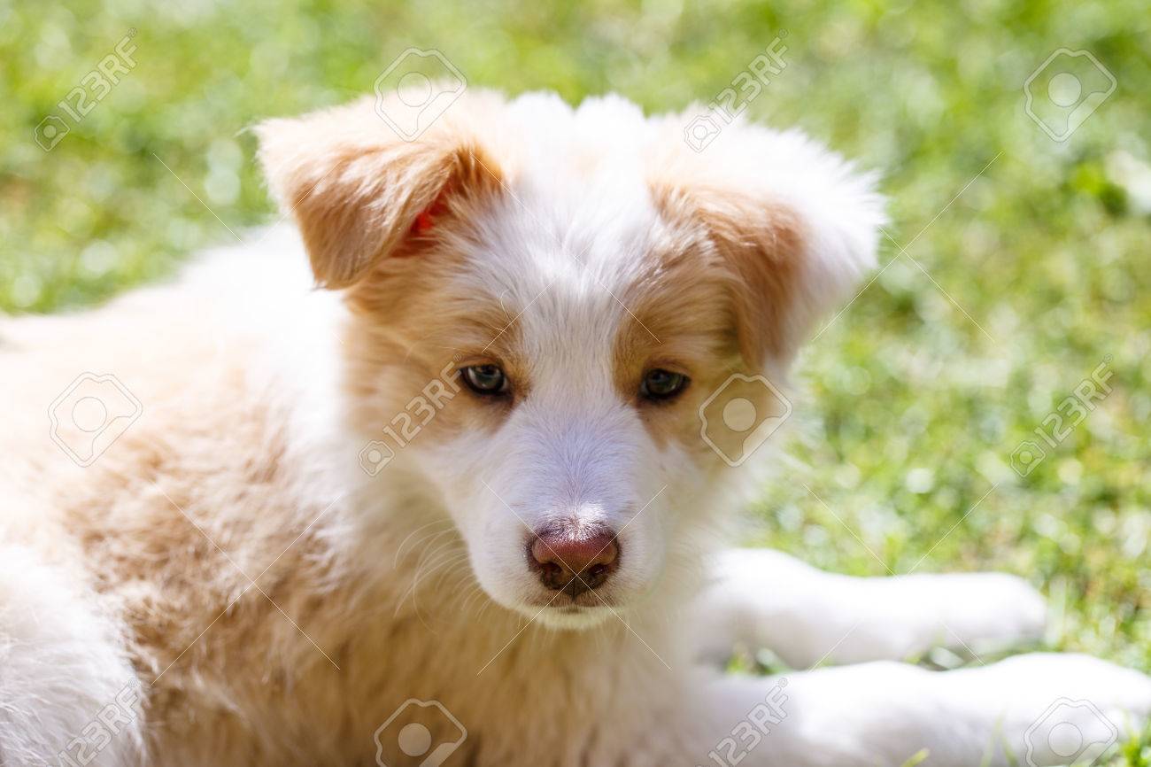 border collie ee red