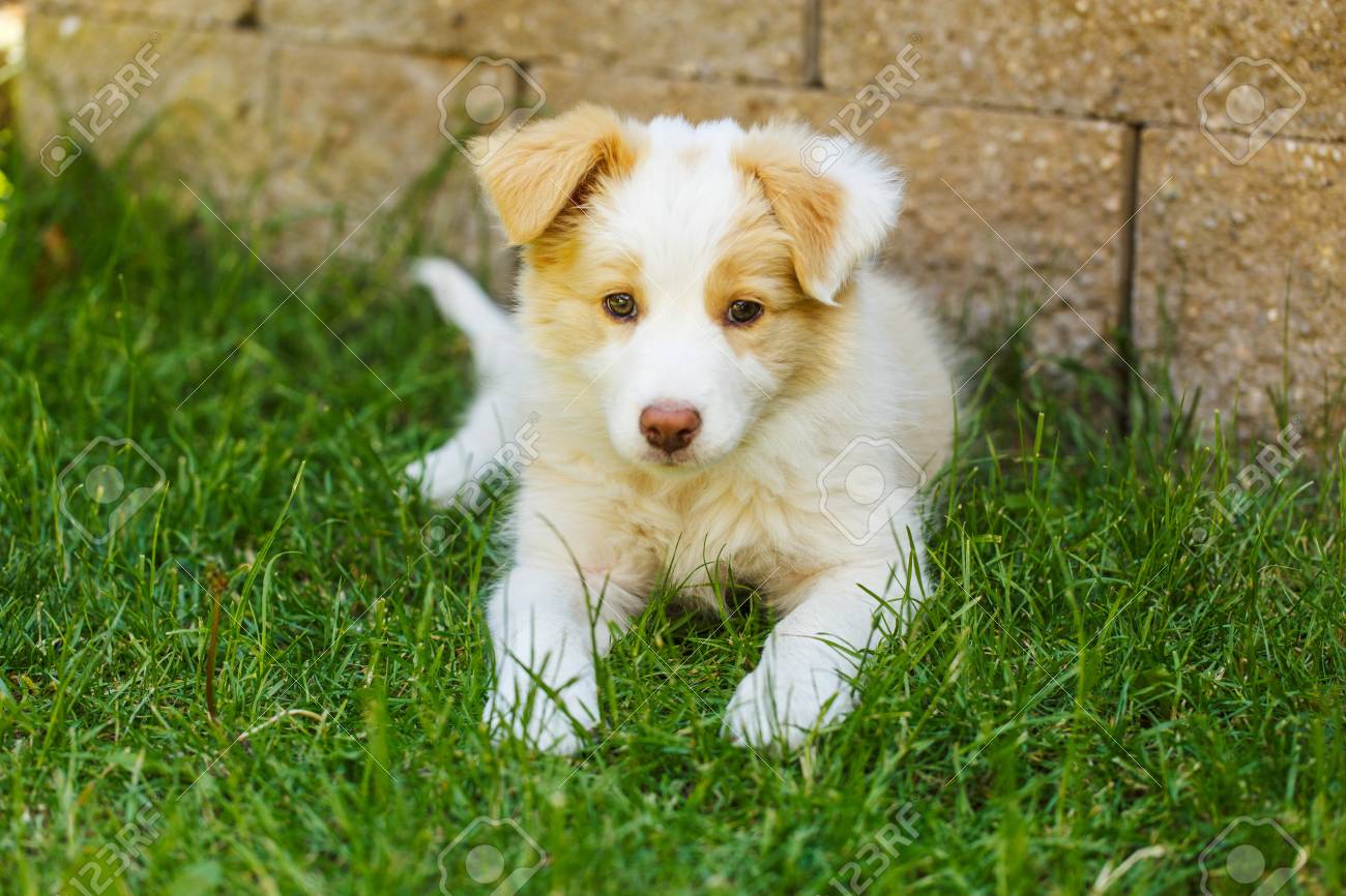 Ee Red Border Collie Puppy. Young Dog Outside On The Lawn. Stock Photo,  Picture and Royalty Free Image. Image 57289539., image size:1300x866