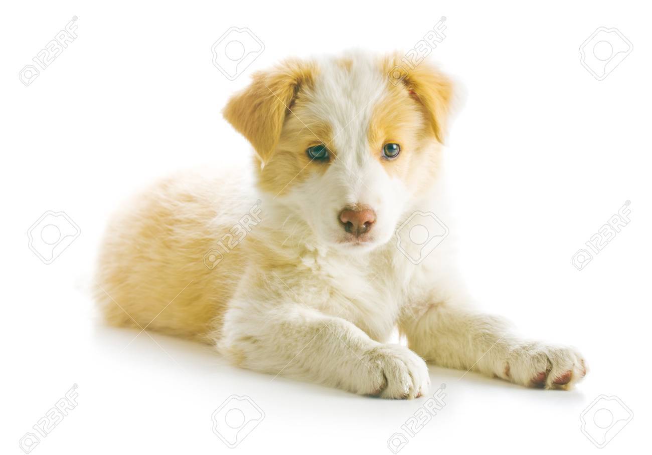 Ee Red Border Collie Puppy Young Dog Isolated On White Background