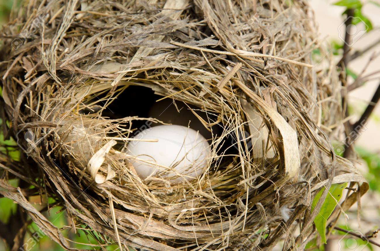 木の上に小鳥と卵 鶏肉と卵 幸の鳥 – COMMONS TACHIKAWA TACHIHI（コモンズ立川立
