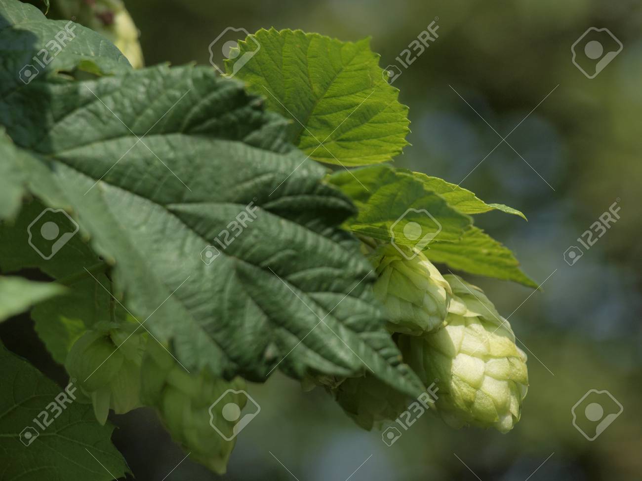 Hopfen Krauter Im Haus Krautergarten Lizenzfreie Fotos Bilder Und