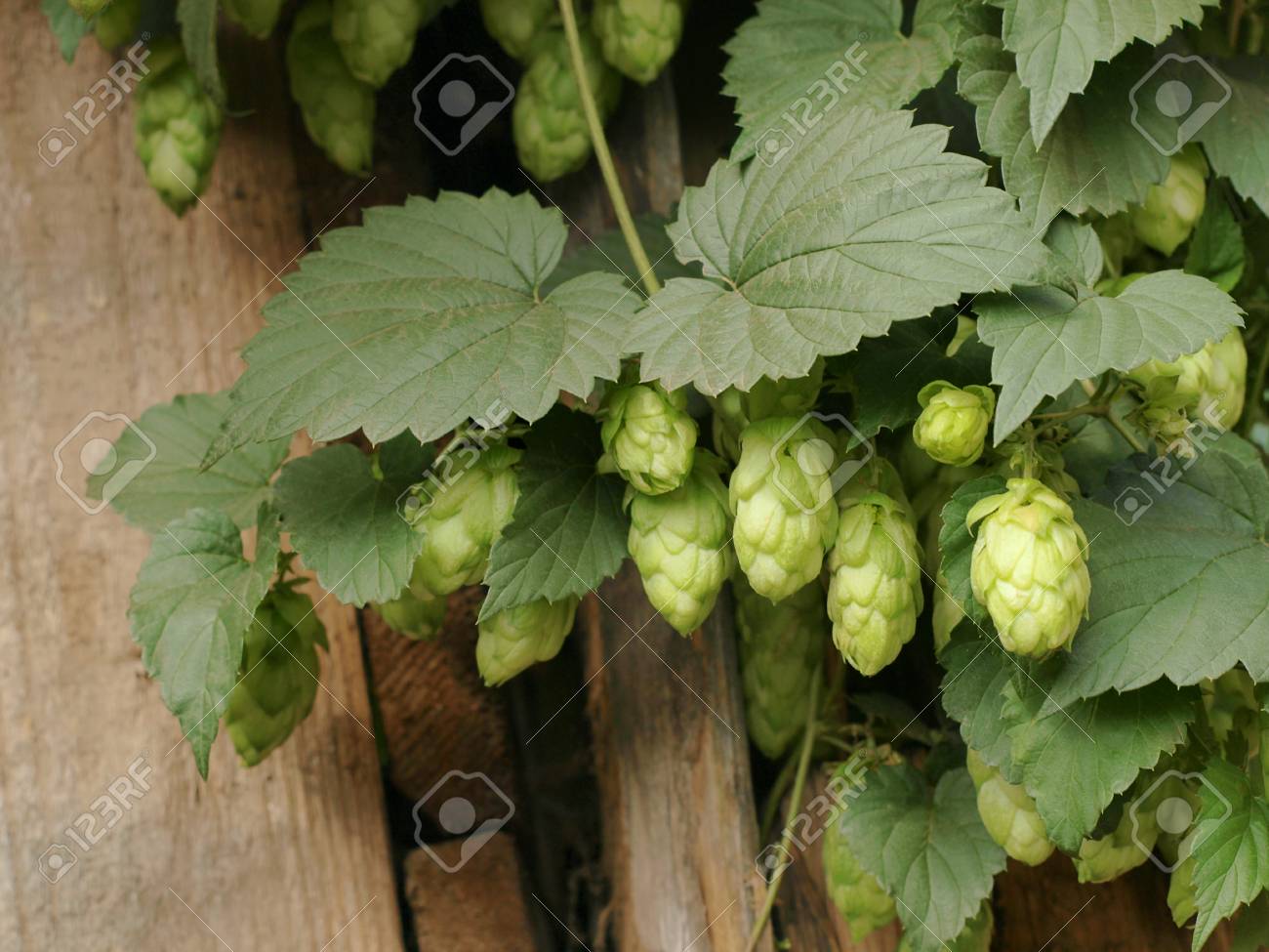Hopfen Krauter Im Haus Krautergarten Lizenzfreie Fotos Bilder Und