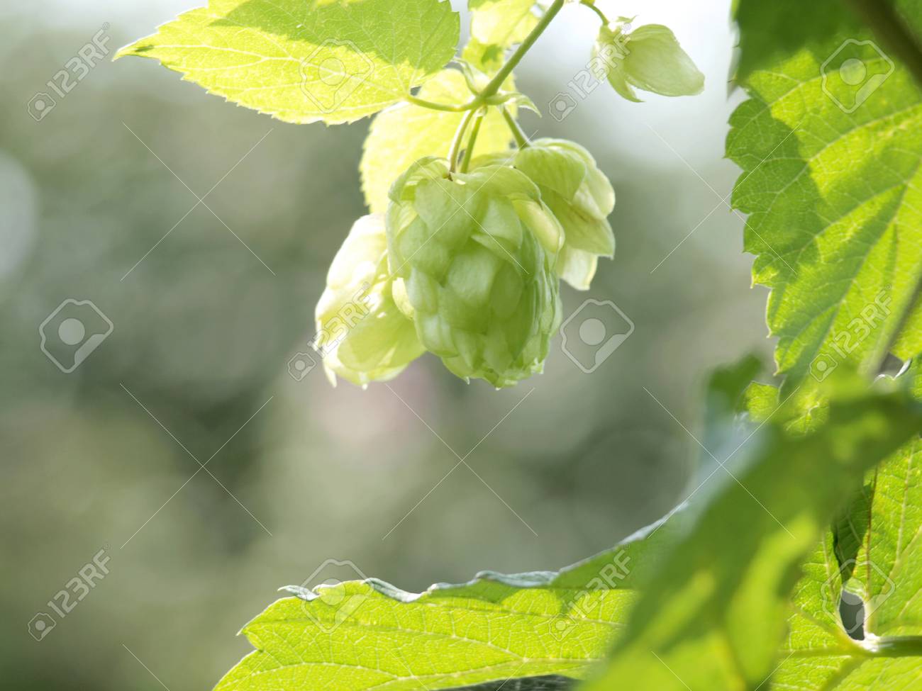 Hopfen Krauter Im Haus Krautergarten Lizenzfreie Fotos Bilder Und