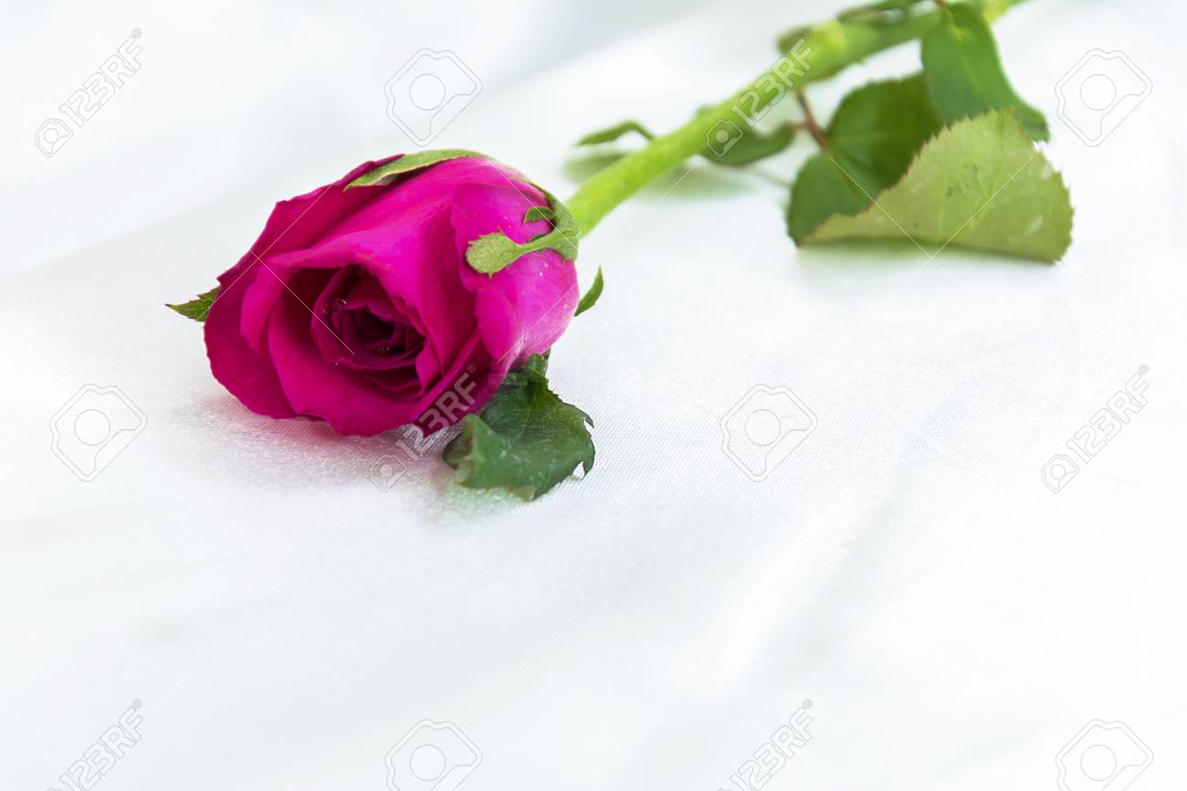 Rose Is A Sign Universal Love One Red Rose On White Silk