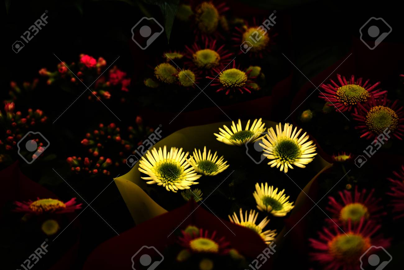 etiam-dictum-ipsum-a-felis