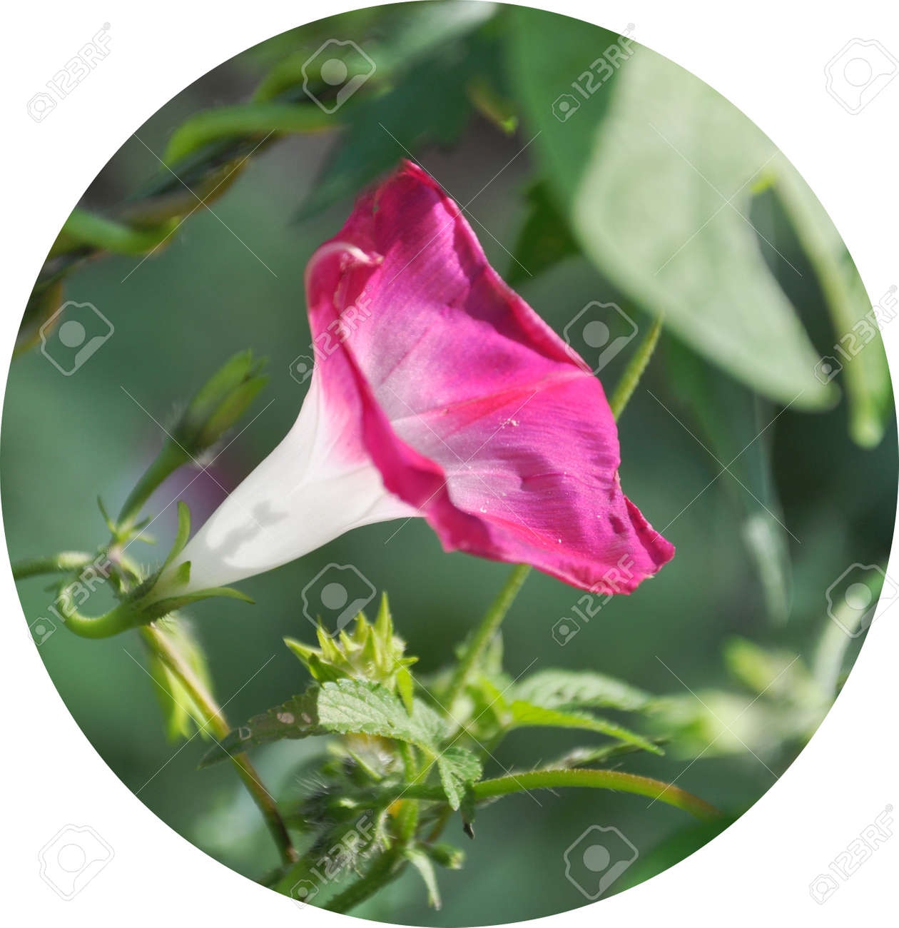 etiam-dictum-ipsum-a-felis