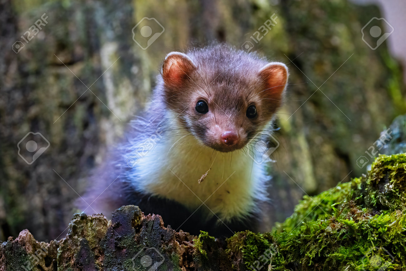 etiam-dictum-ipsum-a-felis