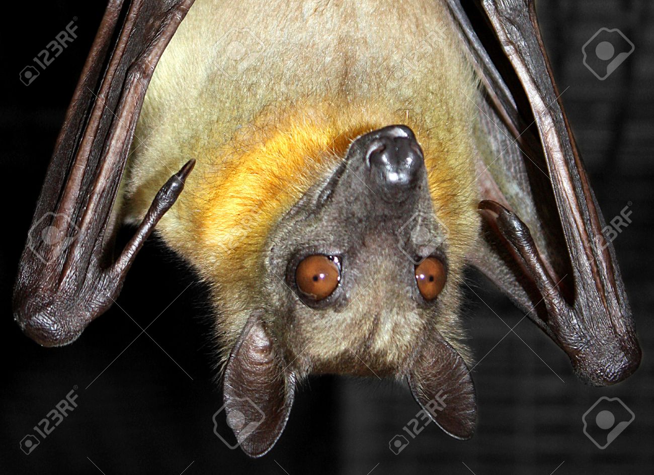 フレンドリーなフルーツ バット逆さ吊り の写真素材 画像素材 Image