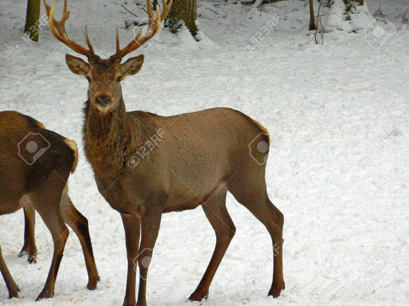 立派な鹿の角 2対　4本セット です！ 鹿角 日本鹿 天然 鹿 角 天然日本鹿 シカ ツノ 鹿の角 ①