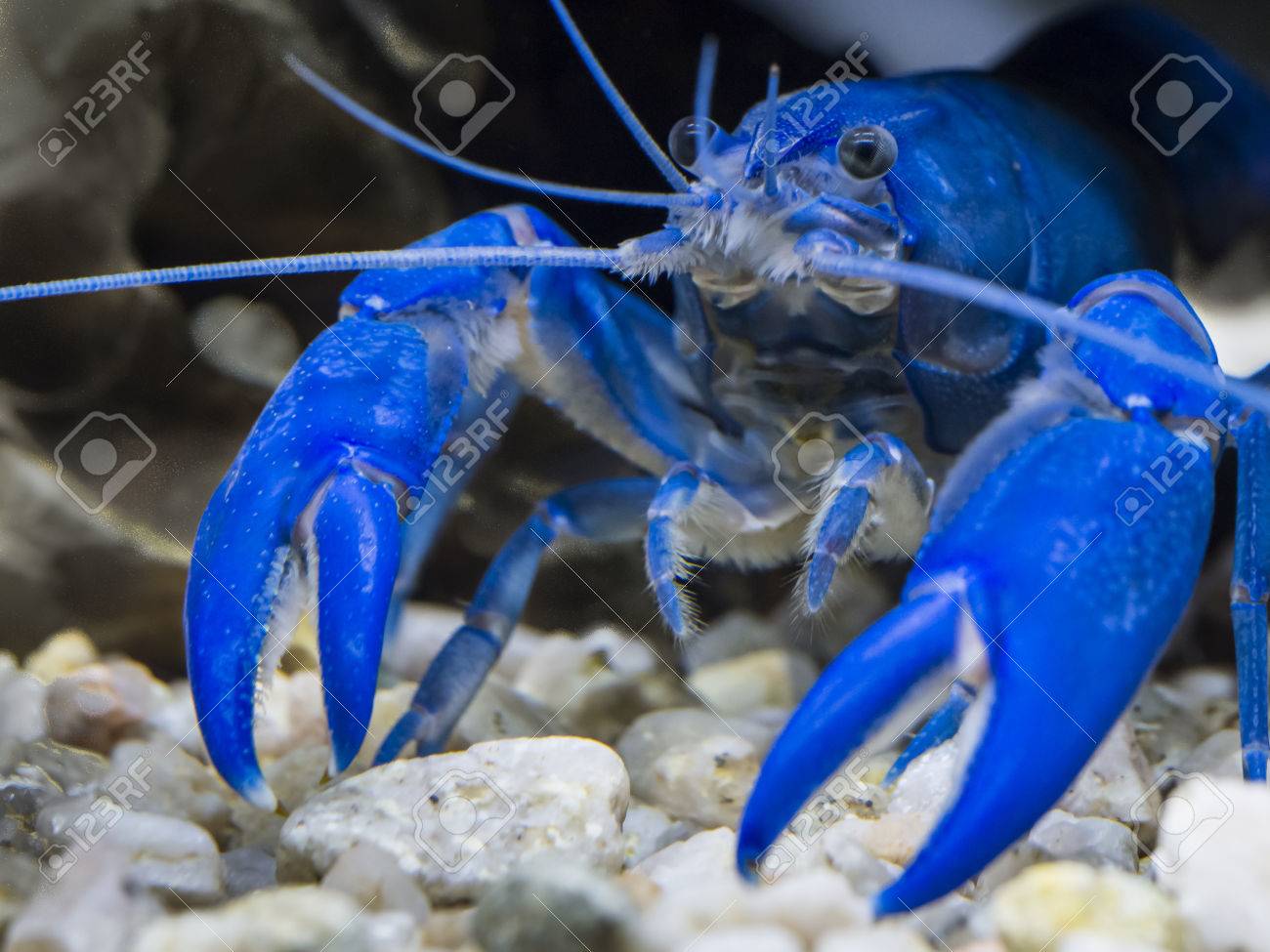 オーストラリアの青い真珠ザリガニ の写真素材 画像素材 Image