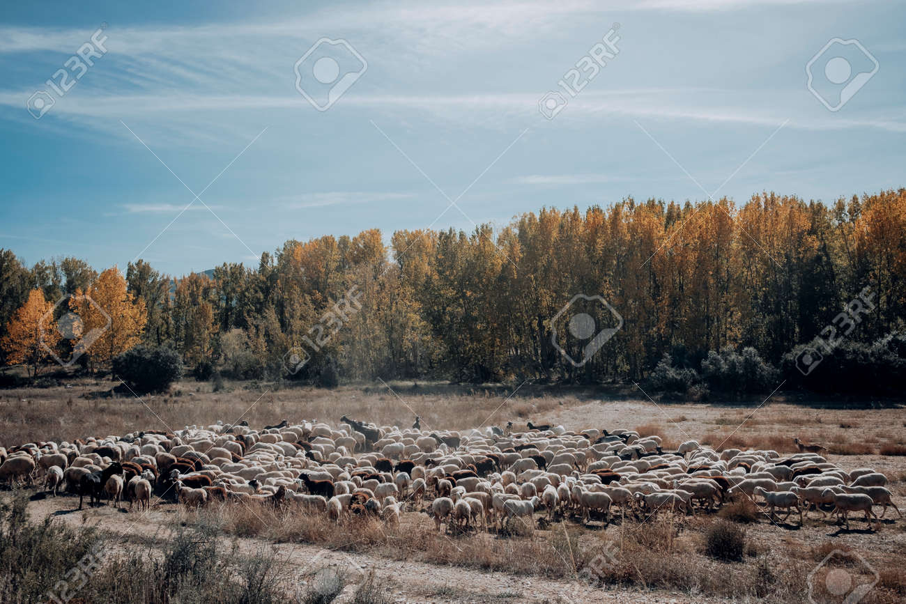 Sheep to graze in the meadow in Maestrazgo. Teruel province. Spain - 170515461 Sheep to graze in the meadow in Maestrazgo. Teruel province. Spain - 170515461