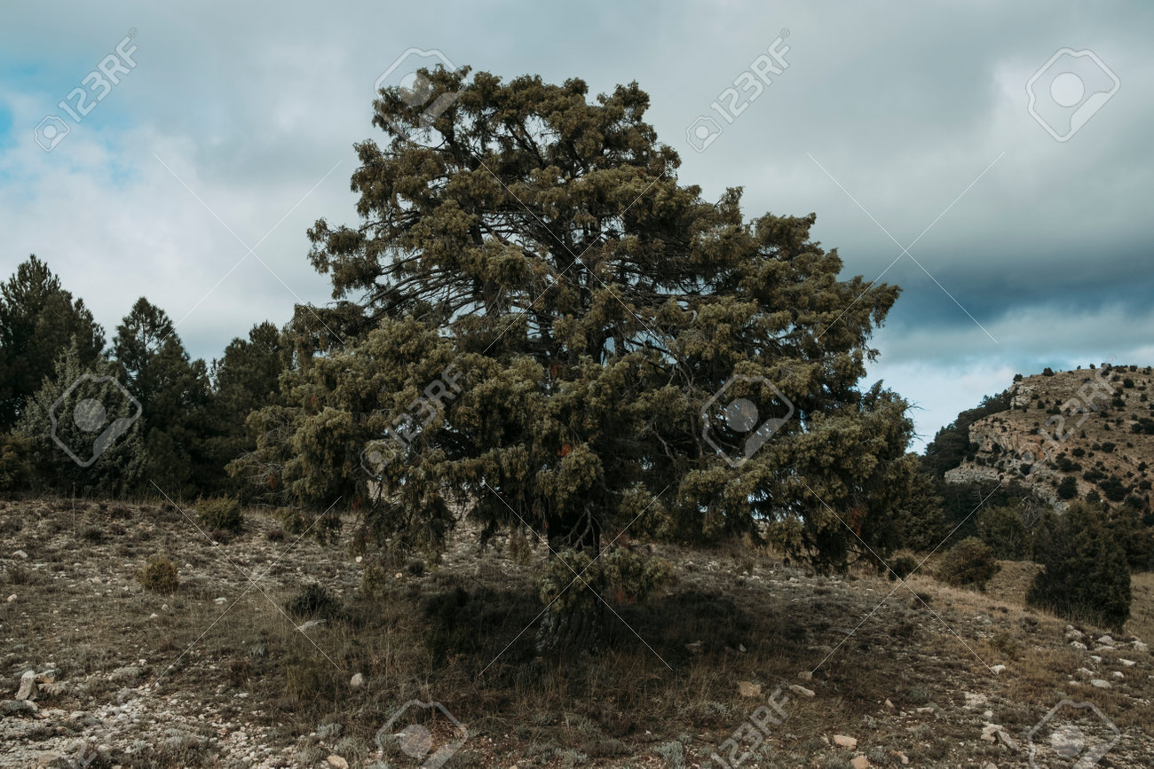 Giant juniper. Mountain routes in Los Ports mountains. Teruel province - 170463116 Giant juniper. Mountain routes in Los Ports mountains. Teruel province - 170463116