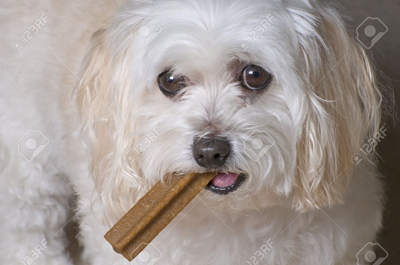 maltese and toy poodle