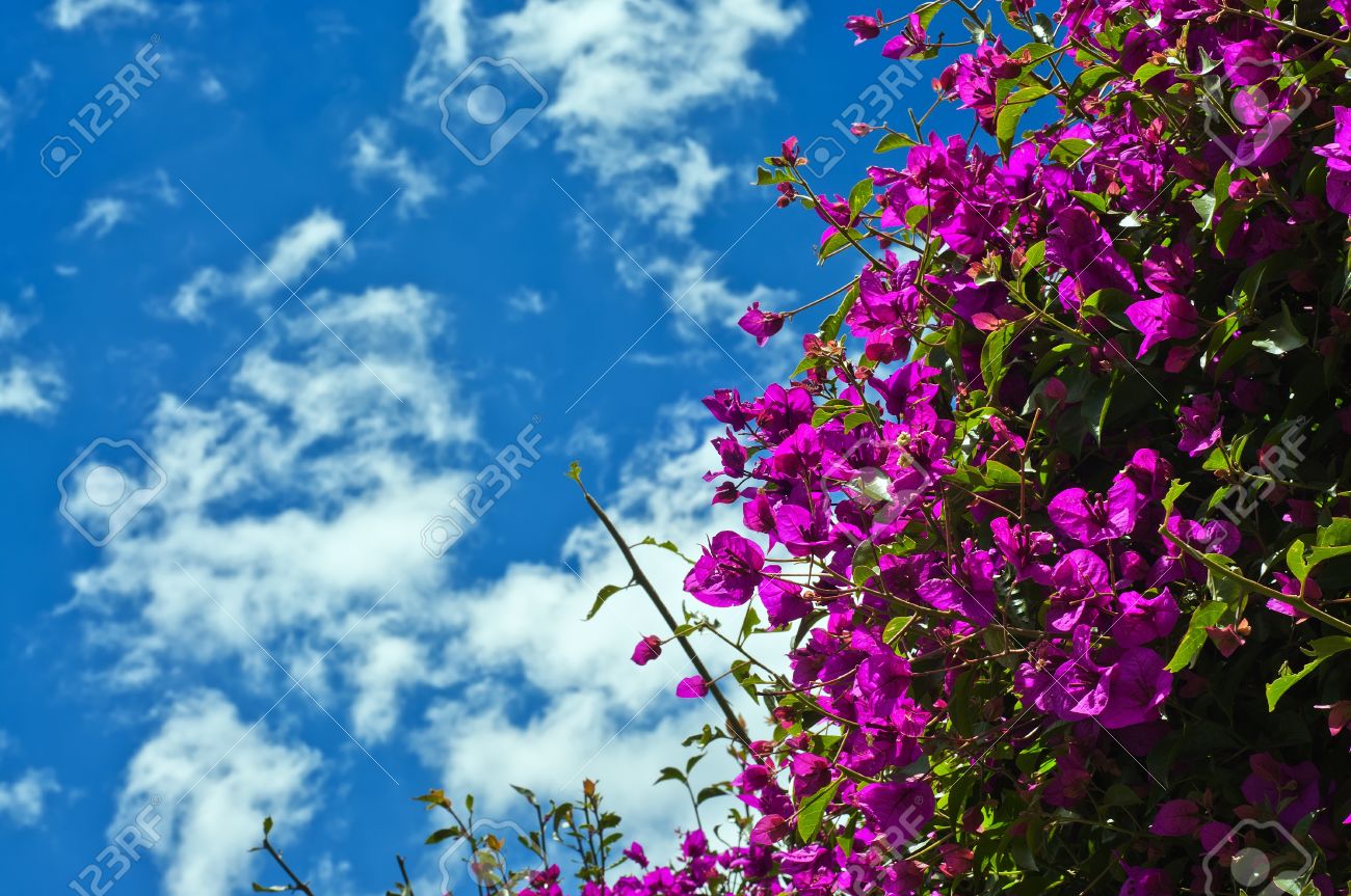 picture Flor Bugambilia Azul hermosa planta bougainvillea purpura con el cielo azul