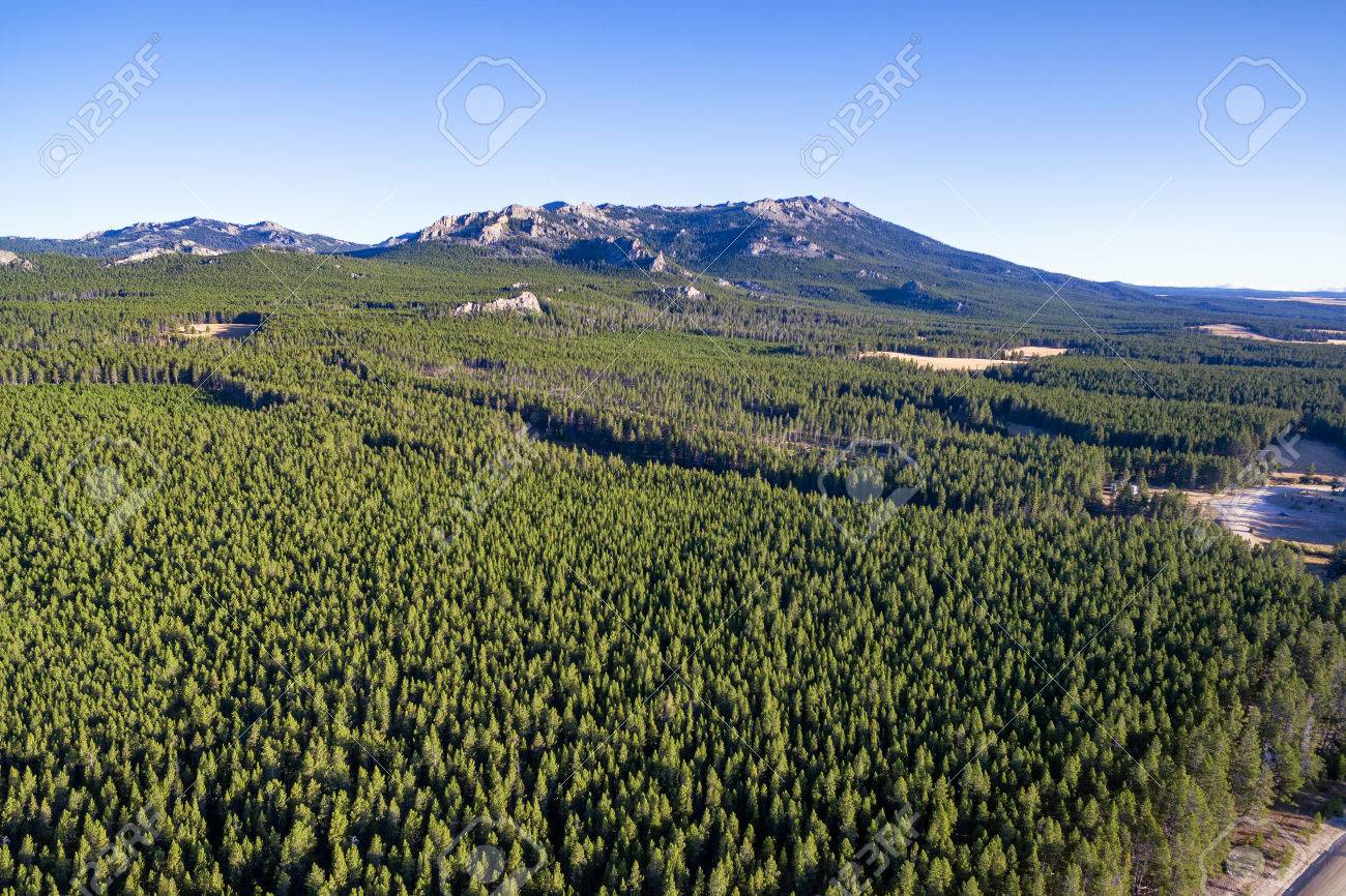 バッファロー山 バッファロー、ワイオミング州近くの密な常緑樹林にビッグホーン