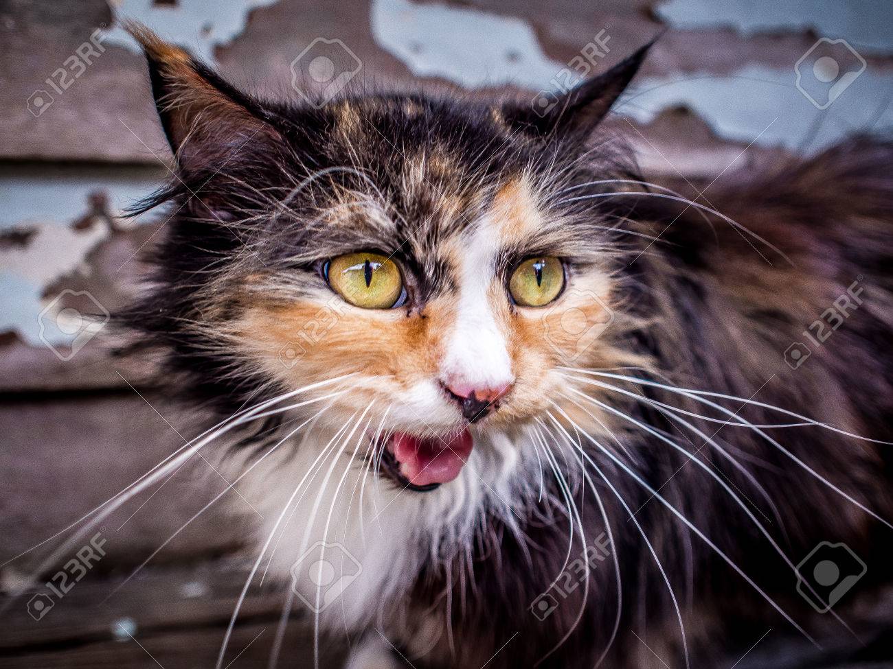 I Am Not A Cat Stock Photo Picture And Royalty Free Image Image