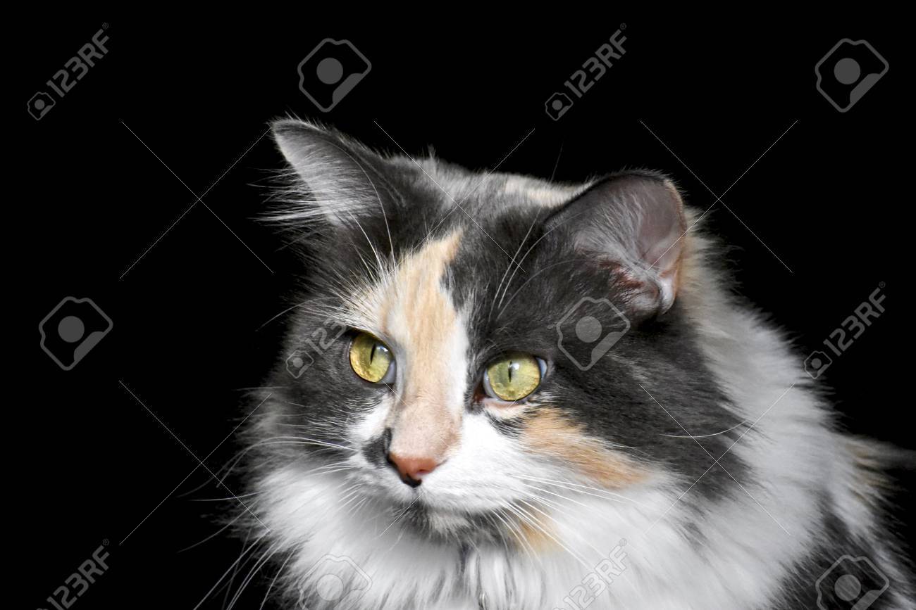 Stock Photo Stock Photo
