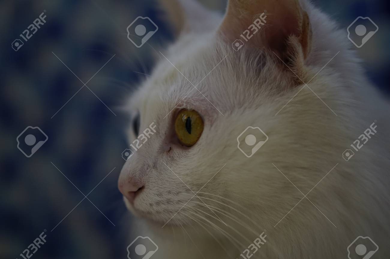 etiam-dictum-ipsum-a-felis
