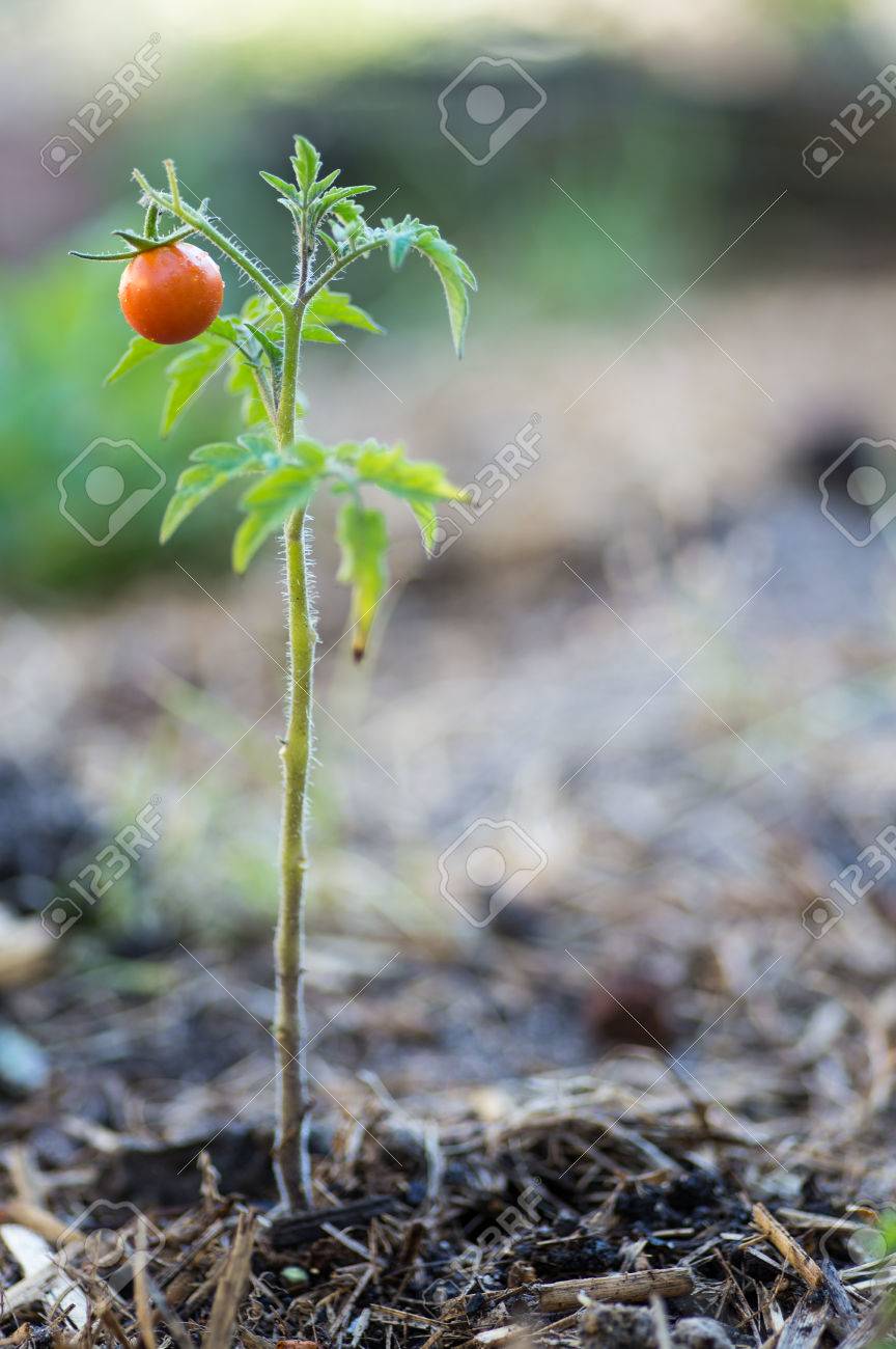 small tomato plant small tomato plant