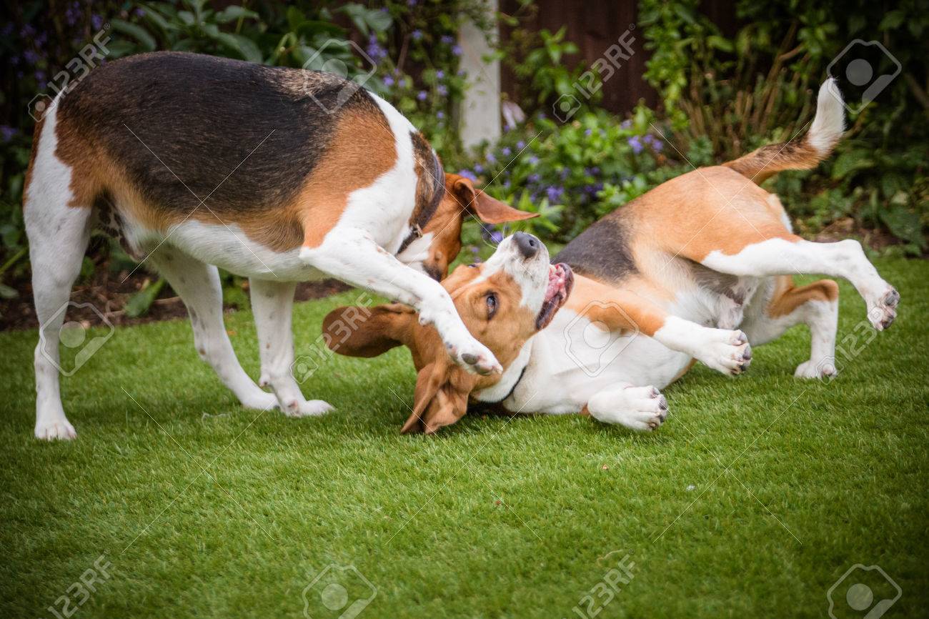 비글 2 마리 로열티 무료 사진, 그림, 이미지 그리고 스톡포토그래피. Image 76819566