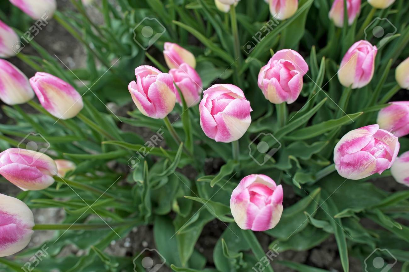 春の花球根の栽培 の写真素材 画像素材 Image