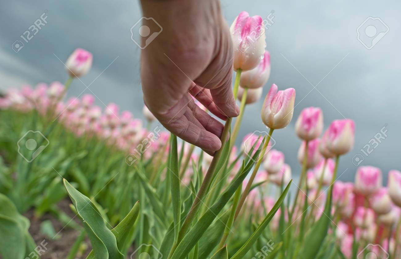 春の花の球根の栽培 の写真素材 画像素材 Image