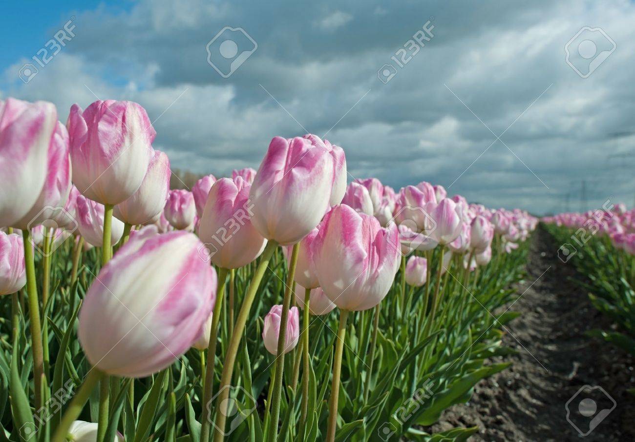 春の花の球根の栽培 の写真素材 画像素材 Image