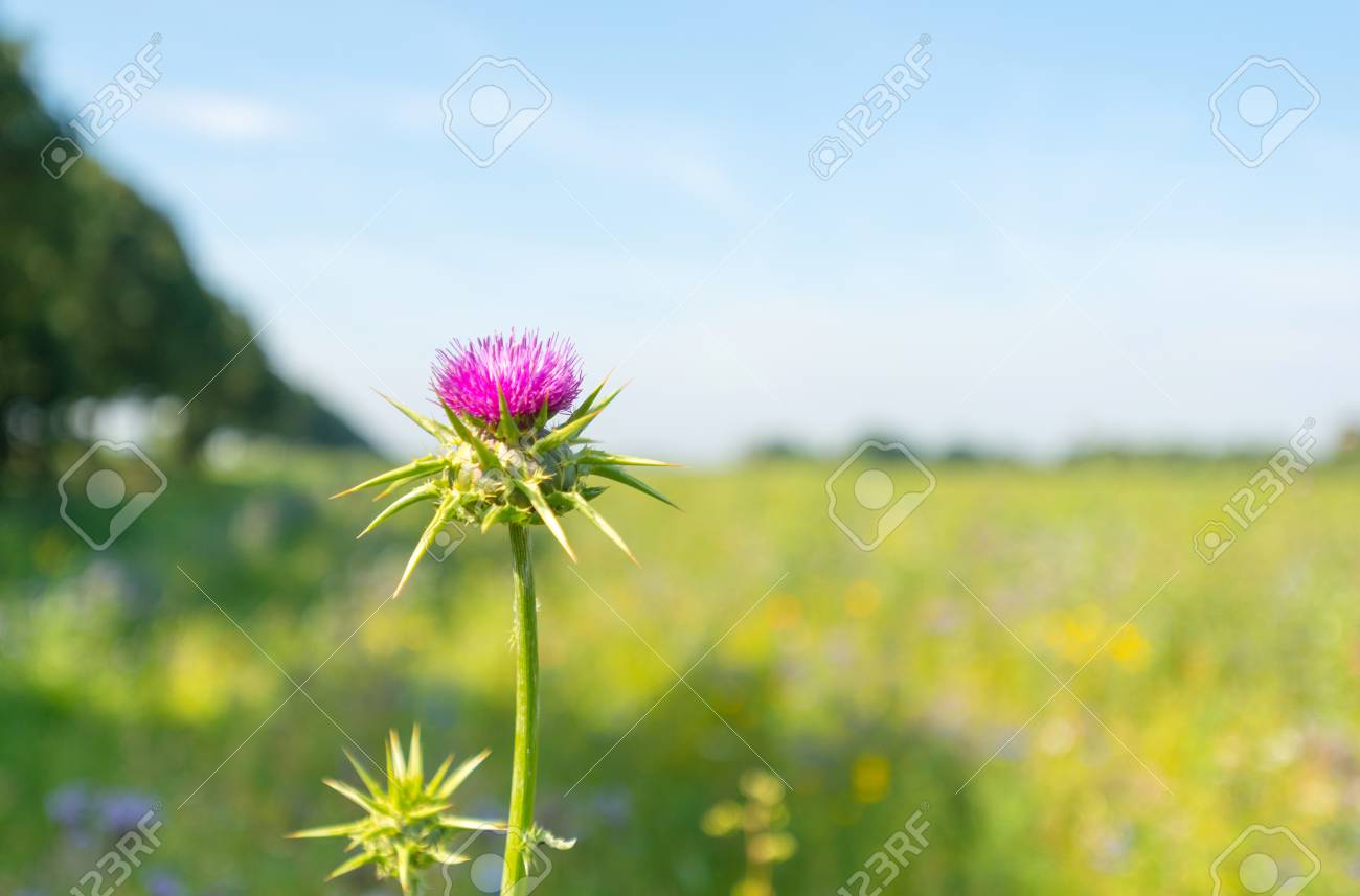 夏の野あざみ の写真素材 画像素材 Image