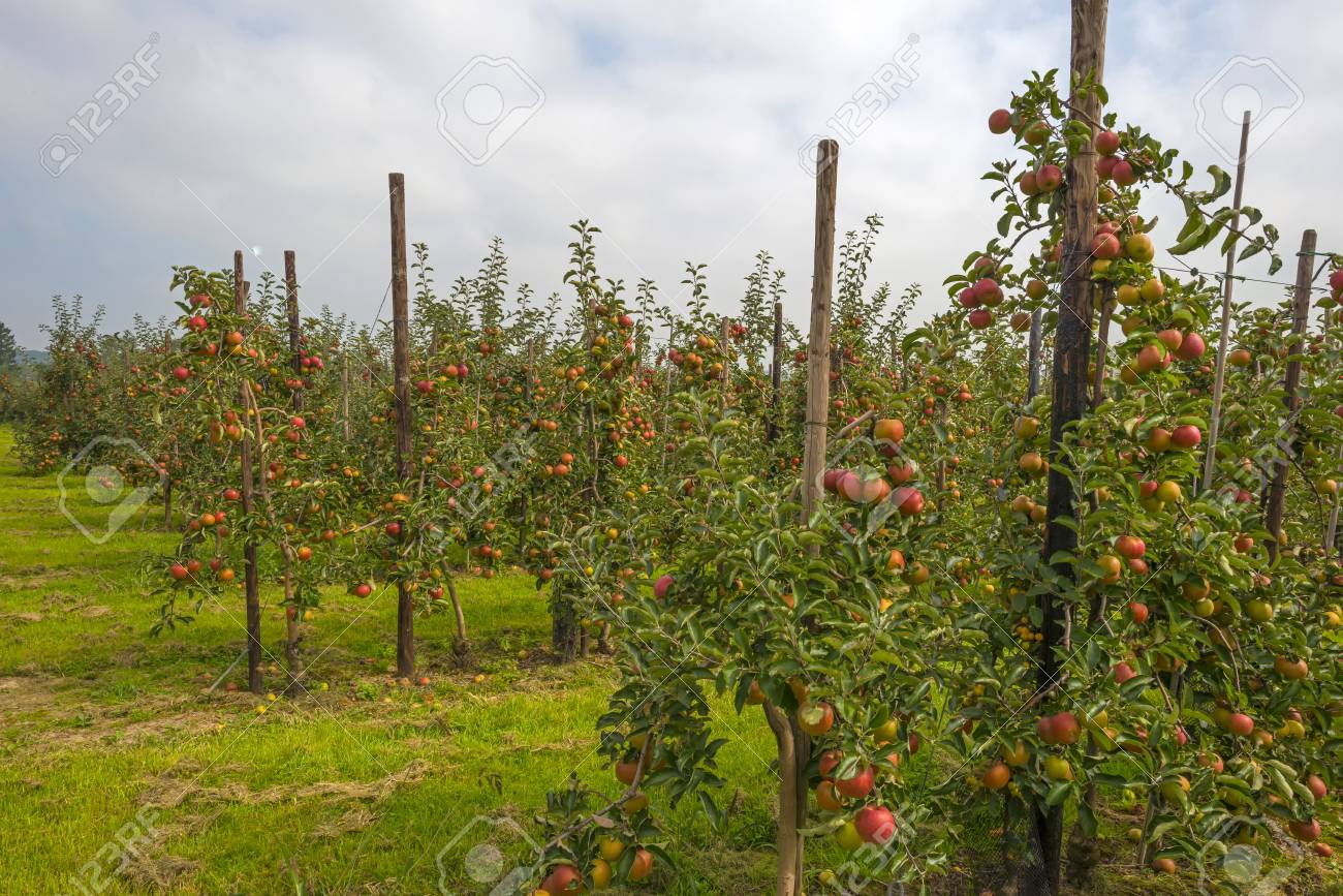 Resultado de imagen de huertos frutales"