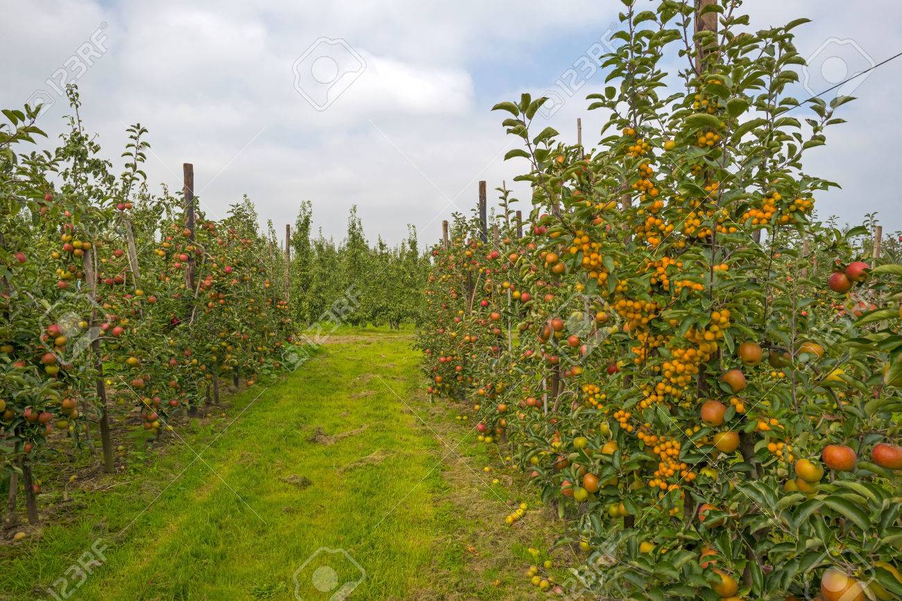 Resultado de imagen de huertos frutales