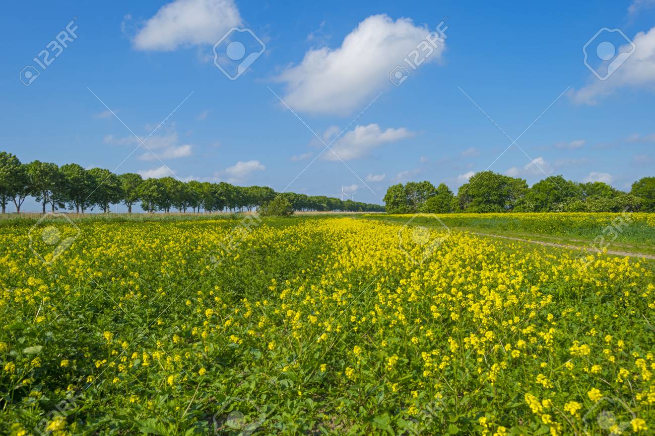 Fleurs Jaunes Qui Poussent Sur Un Champ Ensoleillé Au Printemps