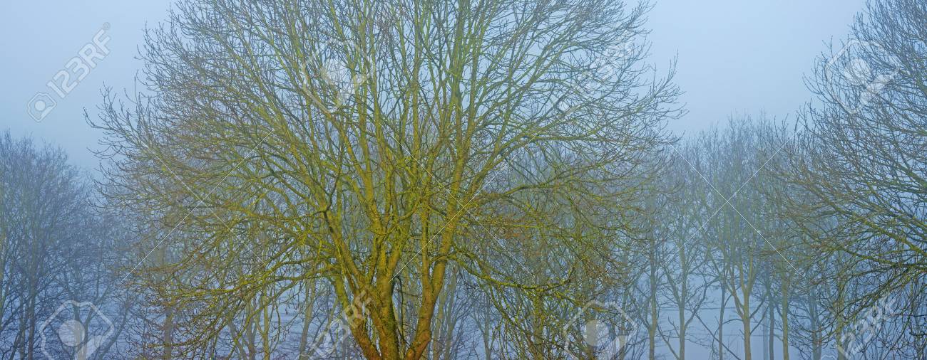 春の木の霧葉 の写真素材 画像素材 Image 春の木の霧葉 の写真素材 画像素材 Image