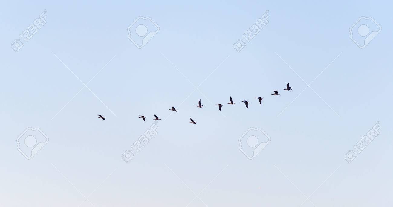 Oiseaux Volant Dans Un Ciel Ensoleillé à La Tombée De La Nuit