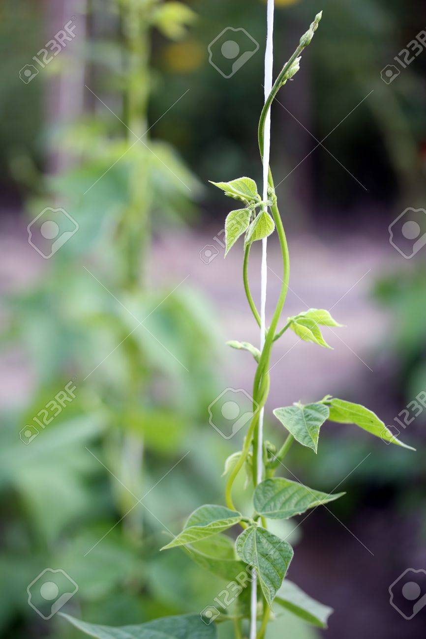 a row of Beanstalk, selectiv focus - 13280024 a row of Beanstalk, selectiv focus - 13280024