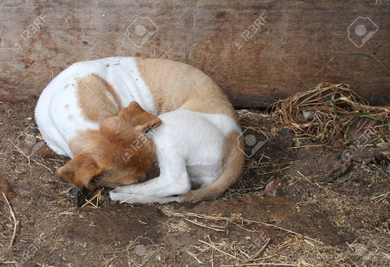 dog curled up sleeping