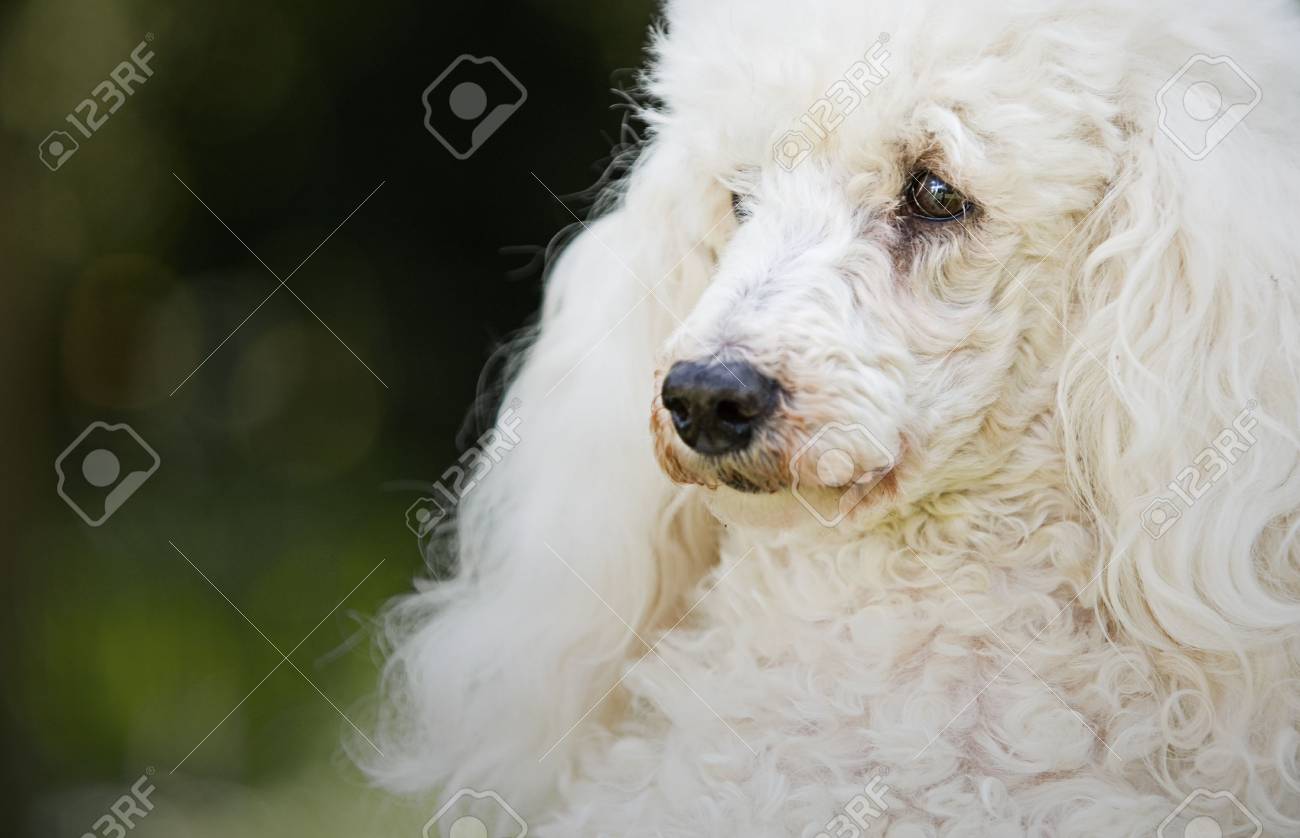white miniature poodle