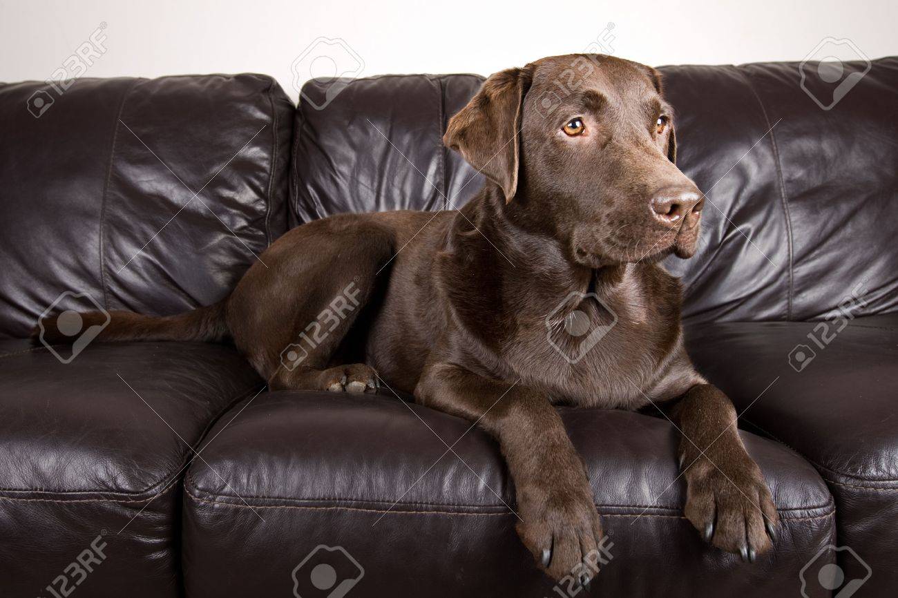 labrador sofa