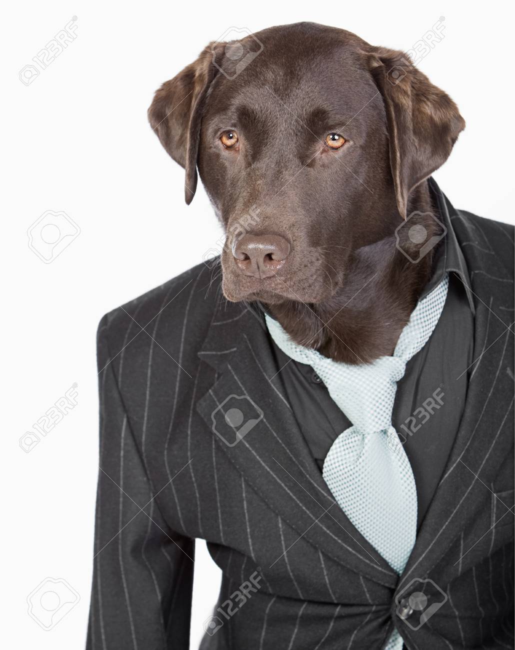 jackets for labradors