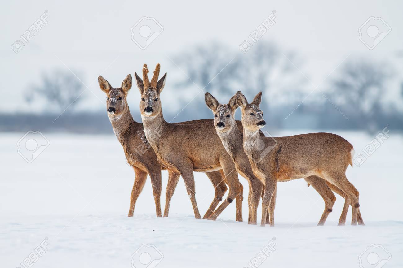 https://previews.123rf.com/images/jmrocek/jmrocek1712/jmrocek171200006/91697458-famille-b%C3%A9b%C3%A9-chevreuil-dans-le-groupe-d-hiver-de-cerfs-dans-la-neige-couverte-de-foin-animaux-sau.jpg
