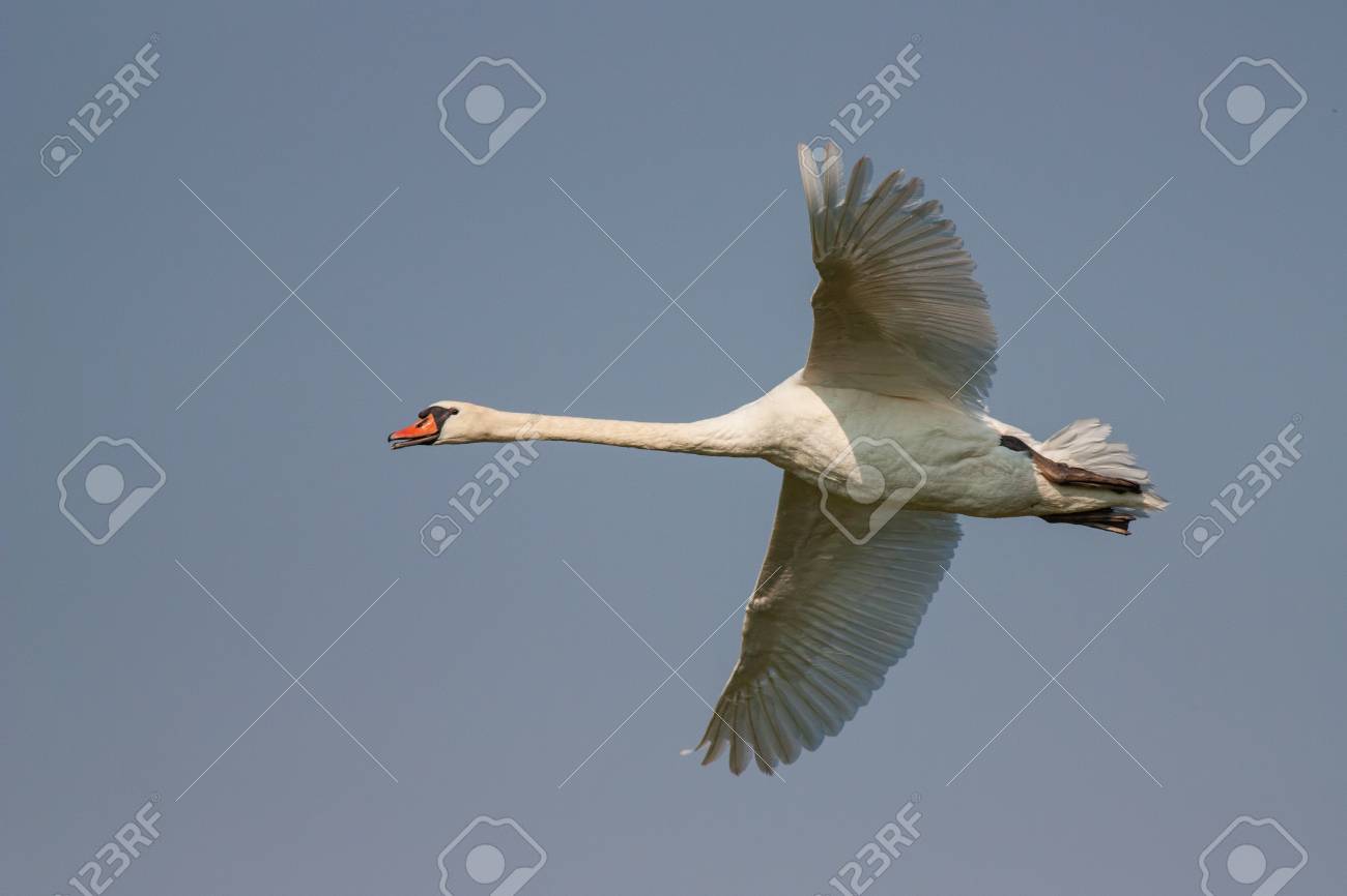 白鳥 シグナス オロール 空を背景に飛行中のミュート 大きな白い鳥が飛んでる の写真素材 画像素材 Image