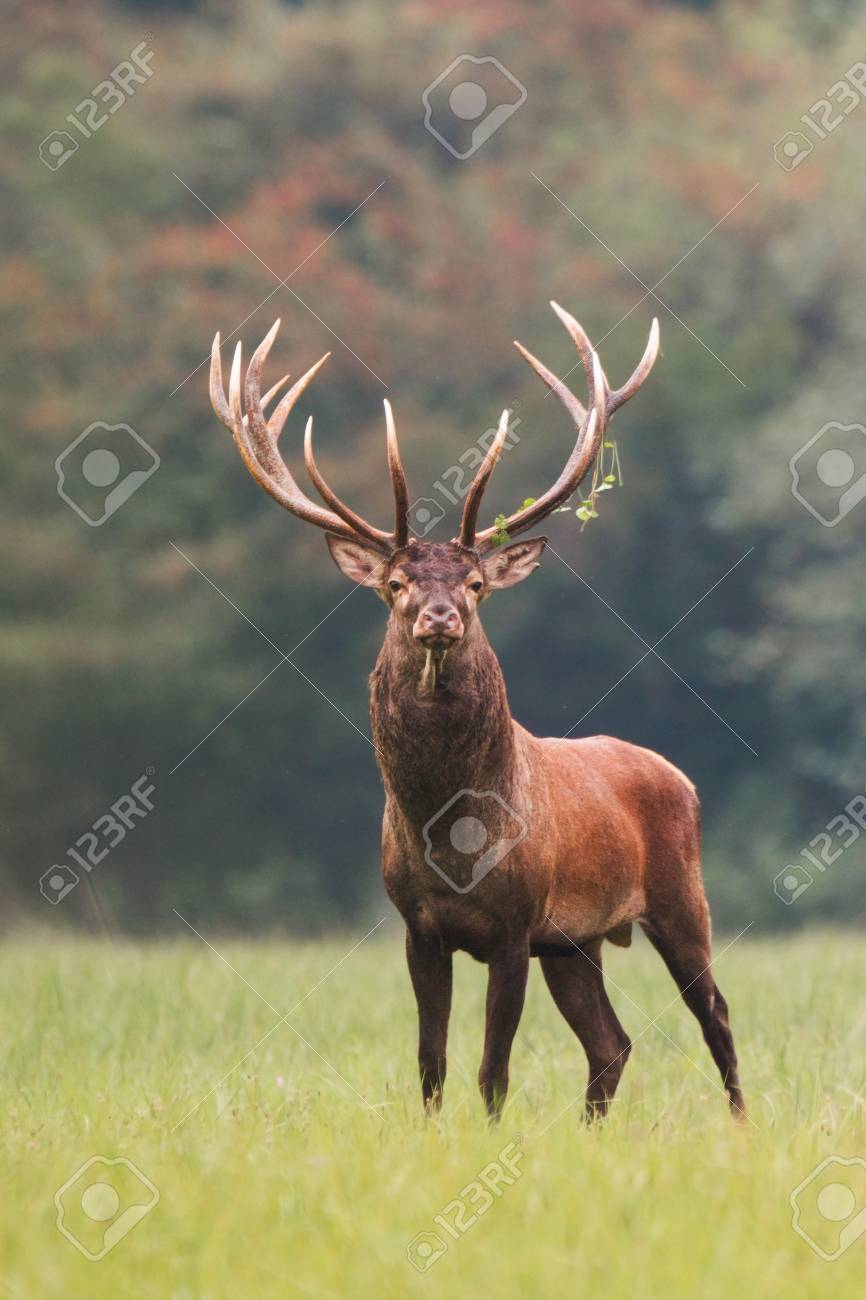 Strong male red deer, cervus elaphus, stag standing calmly on meadow isolated on green blurred background. Buck with big massive antlers trophy. Wild animal in natural environment. Dominant male. - 117364590 Strong male red deer, cervus elaphus, stag standing calmly on meadow isolated on green blurred background. Buck with big massive antlers trophy. Wild animal in natural environment. Dominant male. - 117364590